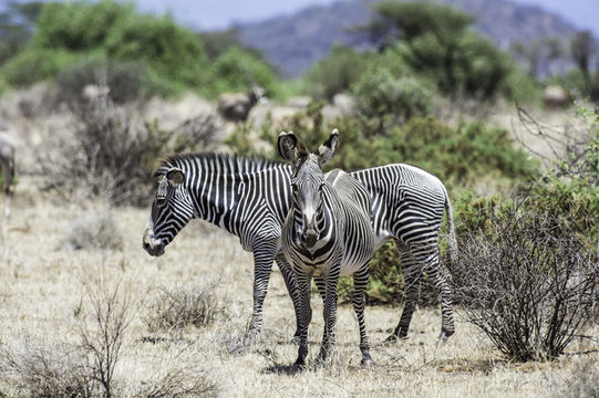 Image of Grevy's Zebra