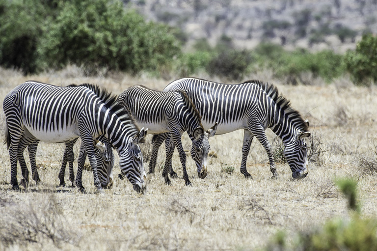 Image of Grevy's Zebra