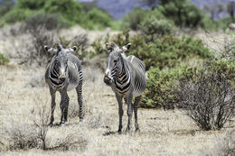 Image of Grevy's Zebra