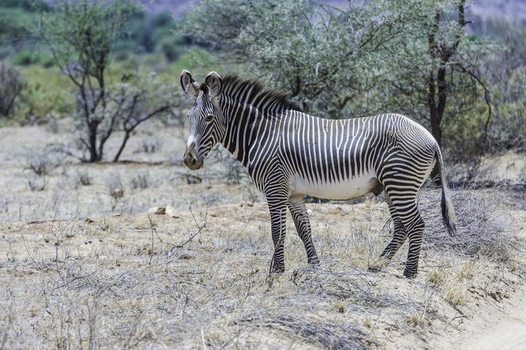 Image of Grevy's Zebra