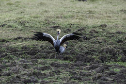 Image of Grey Crowned Crane