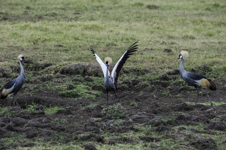 Image of Grey Crowned Crane