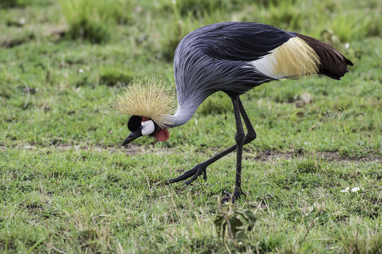 Image of Grey Crowned Crane