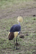 Image of Grey Crowned Crane