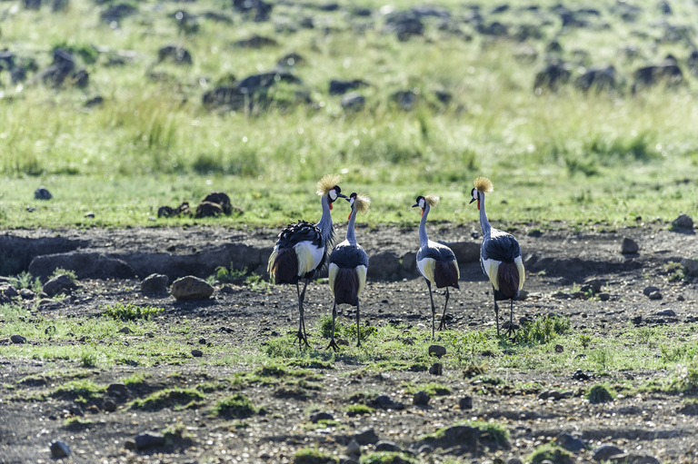 Image of Grey Crowned Crane