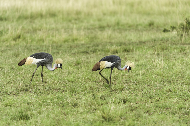 Image of Grey Crowned Crane