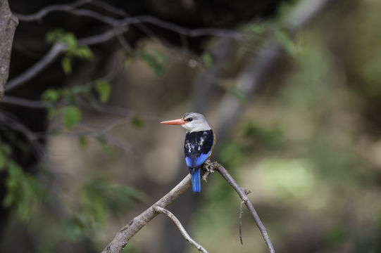 Image of Chestnut-bellied Kingfisher