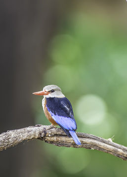 Image of Chestnut-bellied Kingfisher