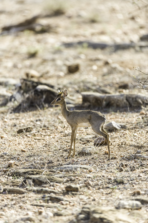 Image of Guenther's Dik-dik