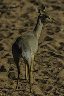 Image of Guenther's Dik-dik