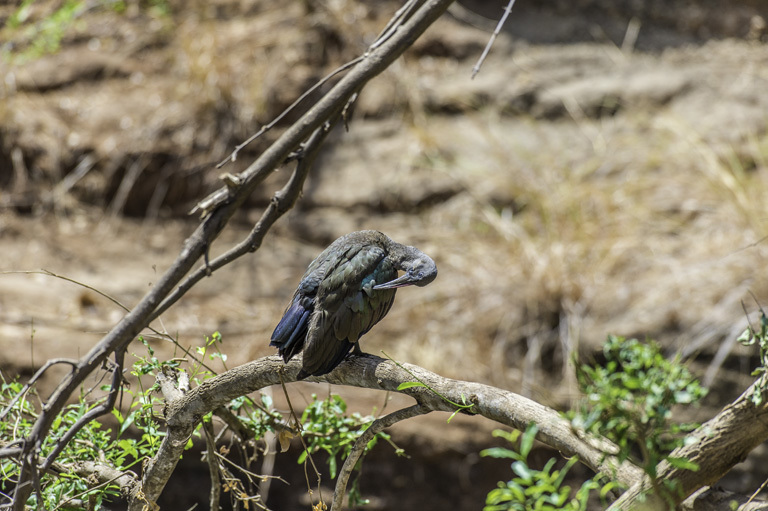 Image of Hadada Ibis