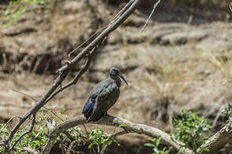 Image of Hadada Ibis