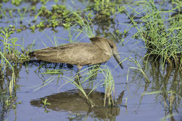 Image of Hamerkop