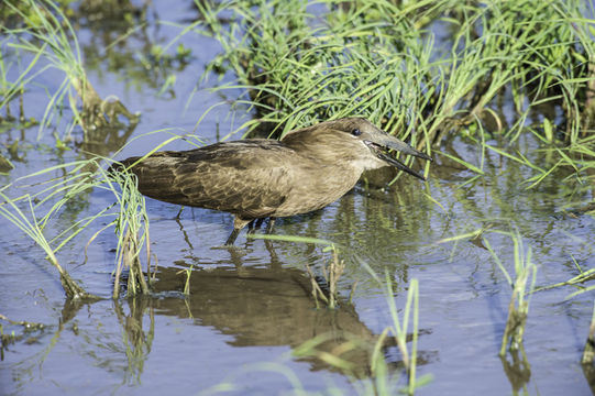 Image of Hamerkop