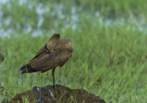 Image of Hamerkop