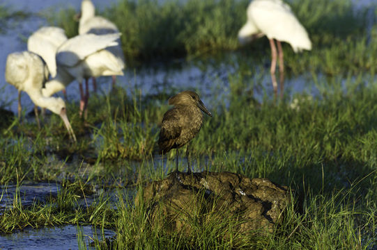 Image of Hamerkop