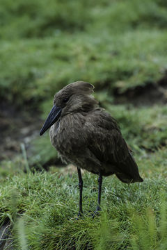 Image of Hamerkop