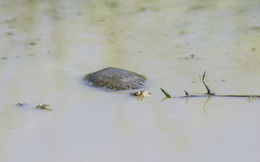 Image of Helmeted Turtle