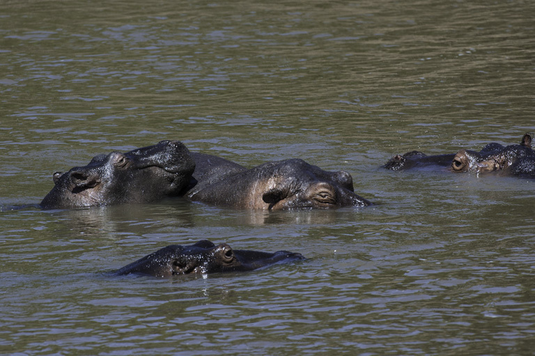 Image of Common Hippopotamus