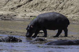 Image of Common Hippopotamus