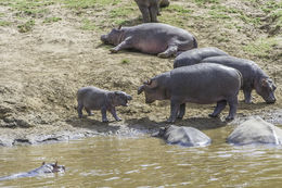 Image of Common Hippopotamus