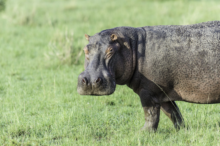 Image of Common Hippopotamus