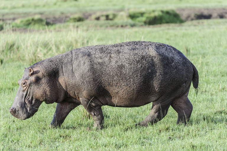 Image of Common Hippopotamus