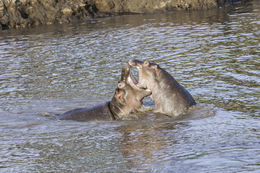 Image of Common Hippopotamus