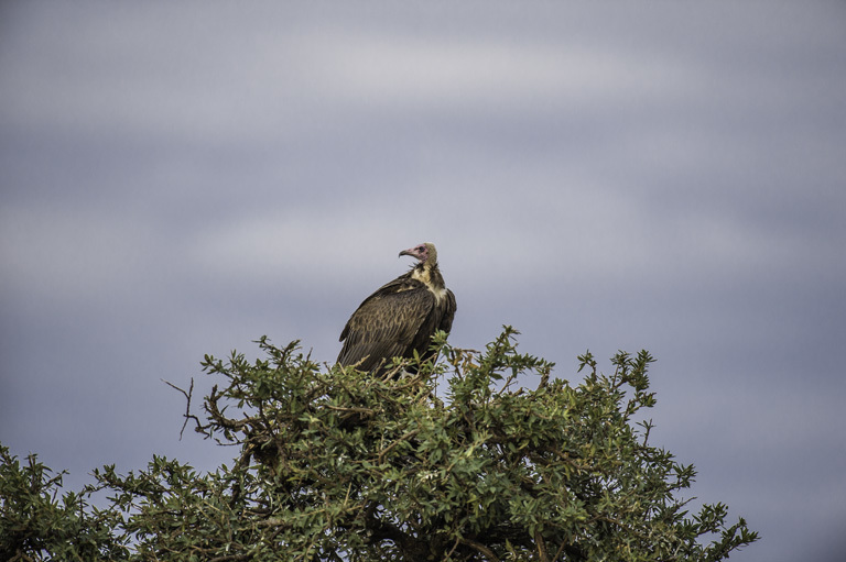 Image of Hooded Vulture