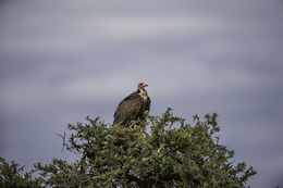 Image of Hooded Vulture