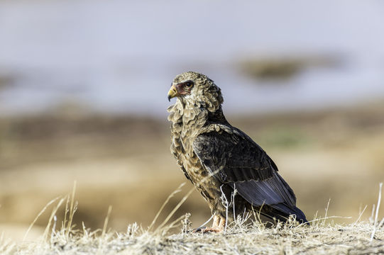 Слика од Terathopius ecaudatus (Daudin 1800)