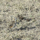 Image of Kenya Rufous-Sparrow