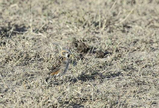 Image of Kenya Rufous-Sparrow