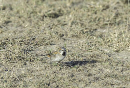 Image of Kenya Rufous-Sparrow