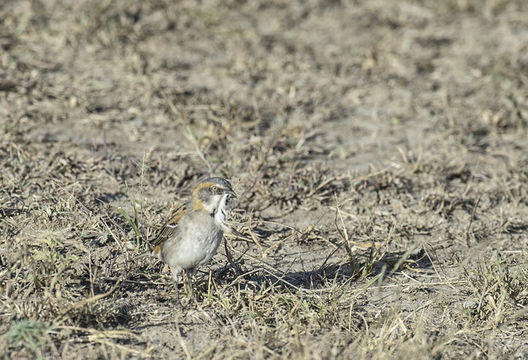 Image of Kenya Rufous-Sparrow