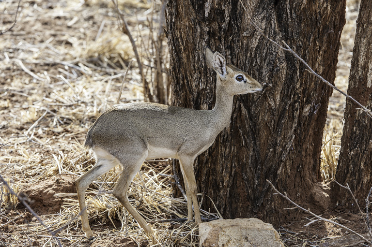 Image of Kirk's Dik-dik