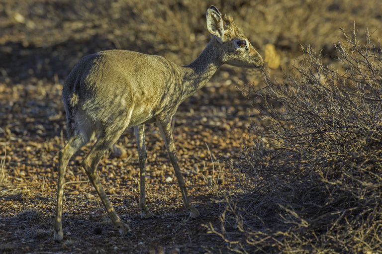 Image of Kirk's Dik-dik