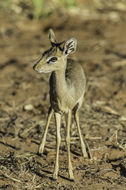 Image of Kirk's Dik-dik