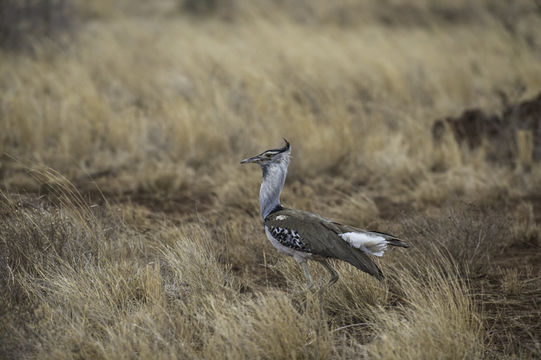 Image of Kori Bustard