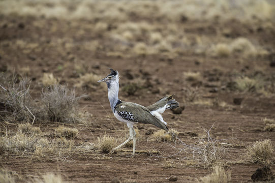 Image of Kori Bustard