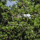 صورة Gardenia ternifolia Schumach. & Thonn.