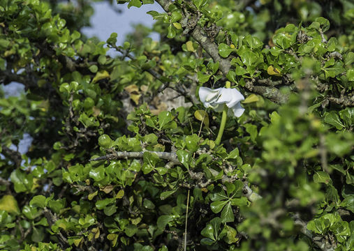 Plancia ëd Gardenia ternifolia Schumach. & Thonn.