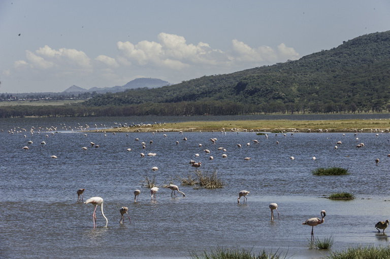 Image of Lesser Flamingo