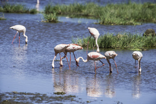 Image of Lesser Flamingo