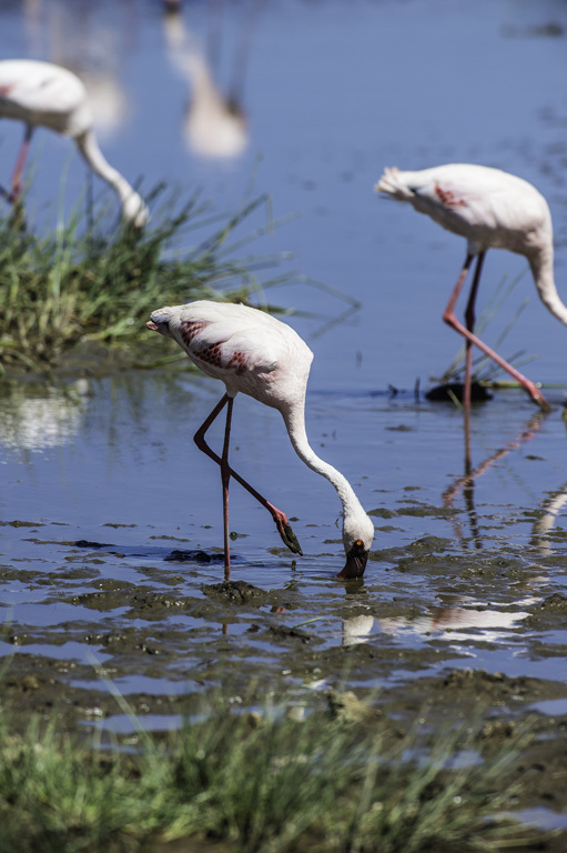 Image of Lesser Flamingo