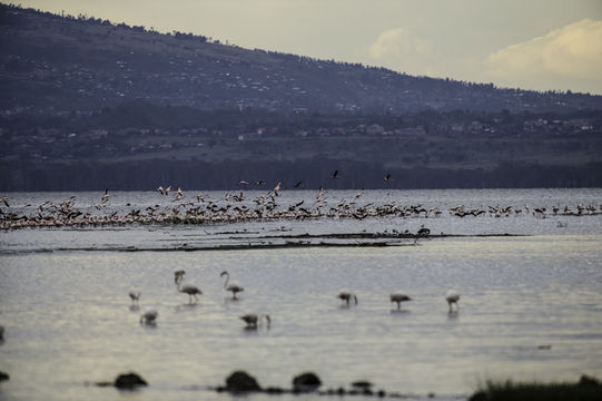 Image of Lesser Flamingo