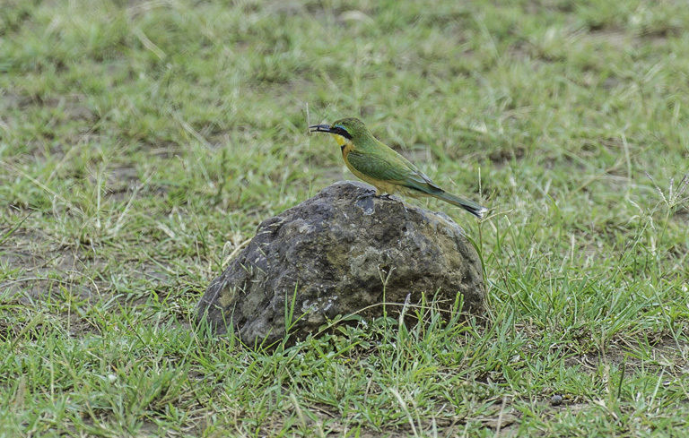 Image of Little Bee-eater