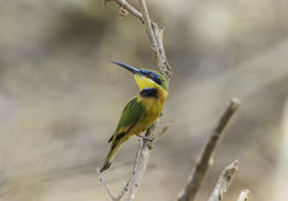 Image of Little Bee-eater