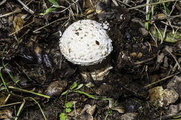 Plancia ëd Amanita novinupta Tulloss & J. Lindgr. 1994