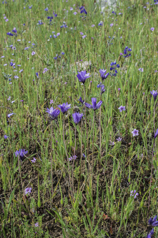 صورة Dichelostemma capitatum (Benth.) Alph. Wood